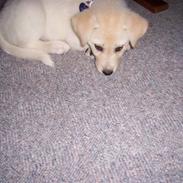 Blanding af racer Nala