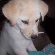 Blanding af racer Nala