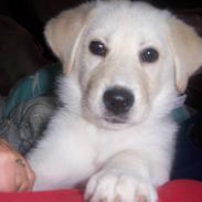 Blanding af racer Nala