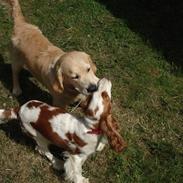 Cocker spaniel Fie