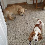 Cocker spaniel Fie