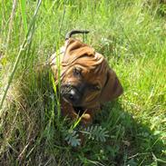 Blanding af racer Chico