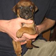 Blanding af racer Chico