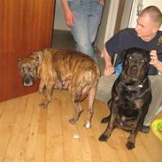 Blanding af racer Chico