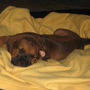 Blanding af racer Chico