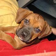 Blanding af racer Chico