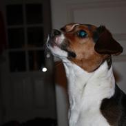 Jack russell terrier | Cavalir | Chanell <3