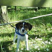 Jack russell terrier | Cavalir | Chanell <3