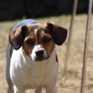 Jack russell terrier | Cavalir | Chanell <3