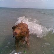 Nova scotia duck tolling retriever Silas Sakæus