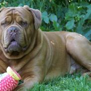 Dogue de bordeaux Bon Vitalis Keeper