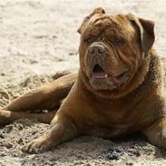 Dogue de bordeaux Bon Vitalis Keeper