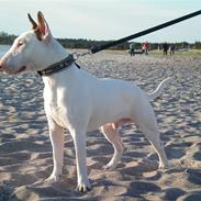 Blanding af racer MONEY