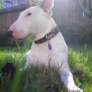 Blanding af racer MONEY