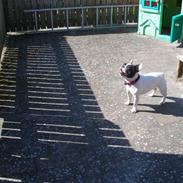 Fransk bulldog Chica