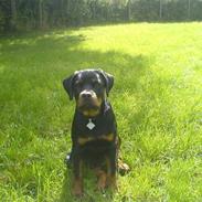 Rottweiler Shiba