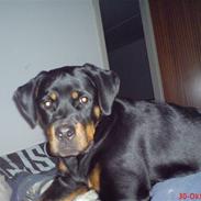 Rottweiler Shiba