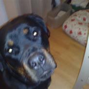 Rottweiler Shiba
