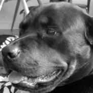 Rottweiler molie af bryrup