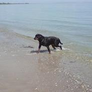 Rottweiler molie af bryrup