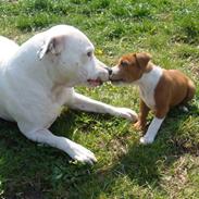 Staffordshire bull terrier chica