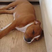 Staffordshire bull terrier chica