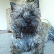 Cairn terrier Liva