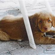 Nova scotia duck tolling retriever *R.I.P* 8/1 2009 Balto