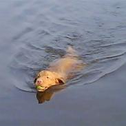 Nova scotia duck tolling retriever *R.I.P* 8/1 2009 Balto