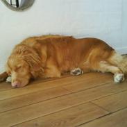 Nova scotia duck tolling retriever *R.I.P* 8/1 2009 Balto