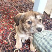 Blanding af racer Madicken