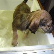 Blanding af racer Madicken