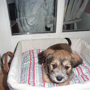 Blanding af racer Madicken