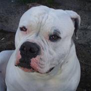 Amerikansk bulldog Aredbel