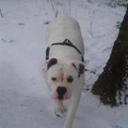 Amerikansk bulldog Aredbel