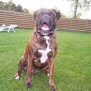 Boxer Exxon  R.I.P.