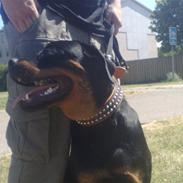 Rottweiler Shiba