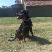 Rottweiler Shiba