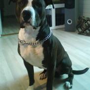 Amerikansk staffordshire terrier Kenzo