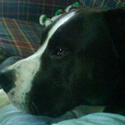 Amerikansk staffordshire terrier Kenzo