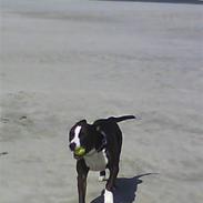 Amerikansk staffordshire terrier Kenzo