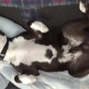 Amerikansk staffordshire terrier Kenzo