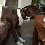 Amerikansk staffordshire terrier Kenzo