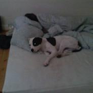 Amerikansk bulldog sheila