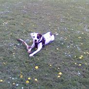 Amerikansk bulldog sheila