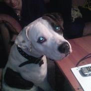 Amerikansk bulldog sheila