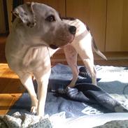 Amerikansk bulldog sheila