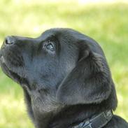 Labrador retriever Cody (Himmelhund)