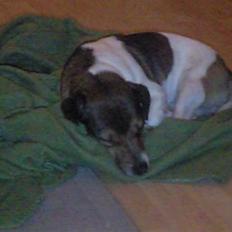 Jack russell terrier Migo<33