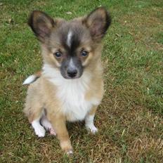 Blanding af racer Baloo